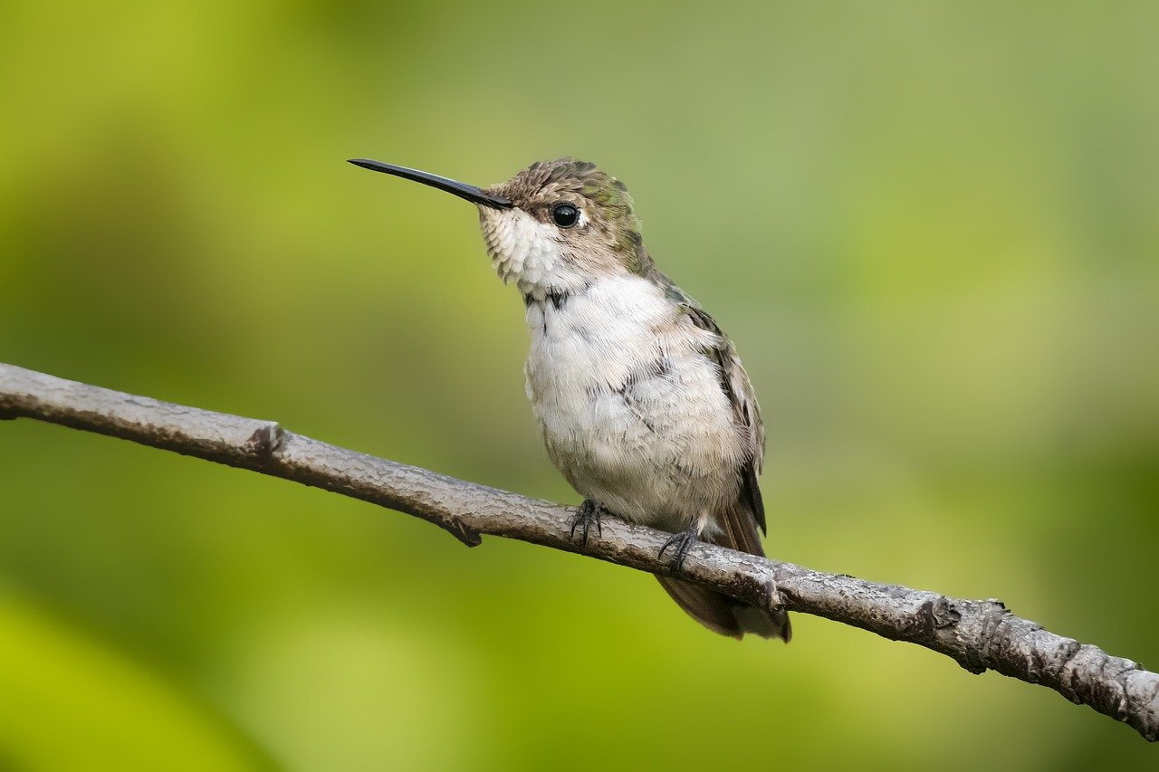 Attracting Hummingbirds to Your Garden